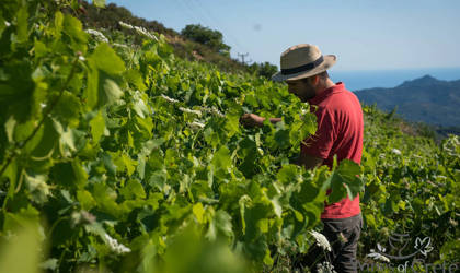 Microsoft.AspNetCore.Mvc.ViewFeatures.Buffers.ViewBuffer